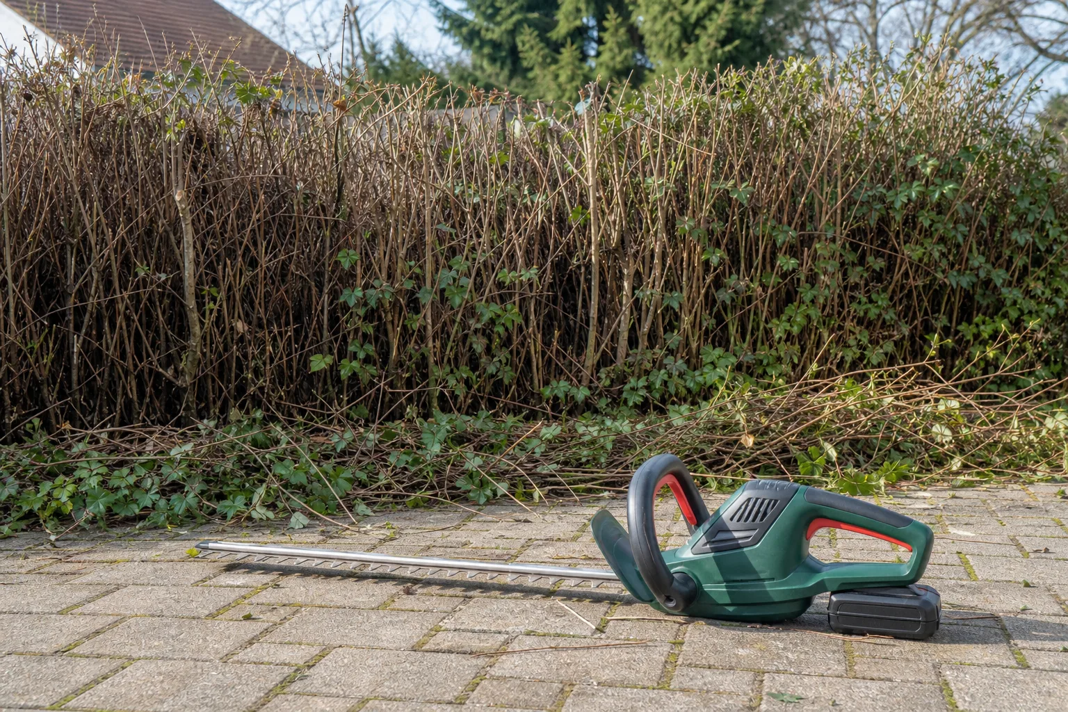 Heckenschere Rueckschnitt alter Hecken: Schrittweiser verjuengender Schnitt